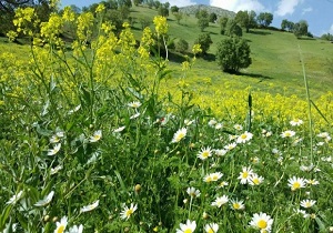 سفید برگ روستا نمونه گردشگری