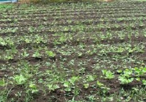 کارگاه آموزشی اقلیم شناسی در کشاورزی