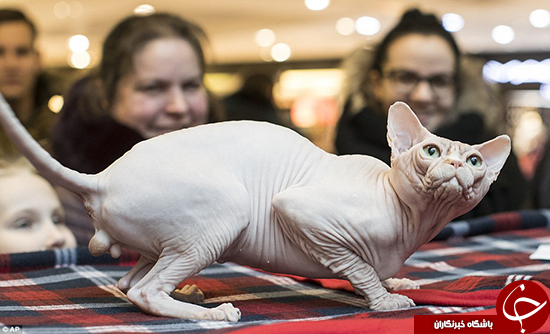 جشنواره&zwnj;ای برای عاشقان گربه +تصاویر