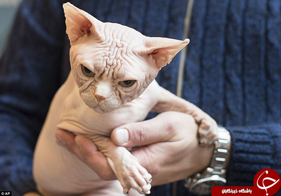 جشنواره&zwnj;ای برای عاشقان گربه +تصاویر