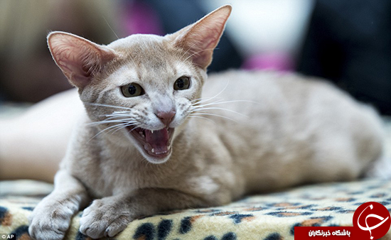 جشنواره&zwnj;ای برای عاشقان گربه +تصاویر