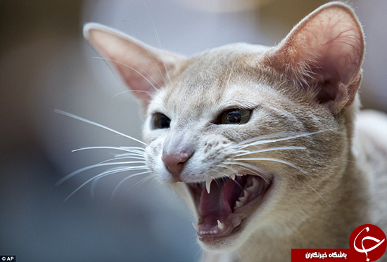 جشنواره&zwnj;ای برای عاشقان گربه +تصاویر