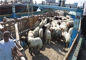 تخریب پنجاه و هشت مرکز نگهداری، عرضه و کشتار غیرمجاز دام