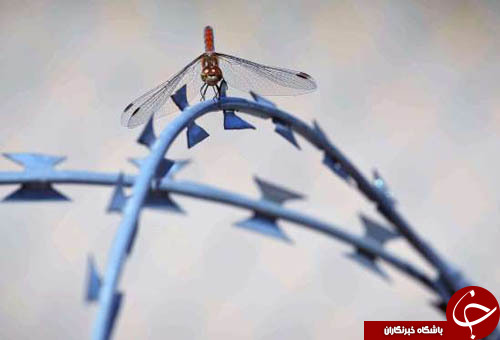از شکرگزاری یک پناهجو به دنبال نجات از خطر مرگ تا آتش زدن مجسمه ترامپ