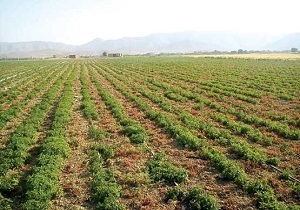 270 هکتار از مزارع چهارمحال و بختیاری زیر کشت گیاهان دارویی
