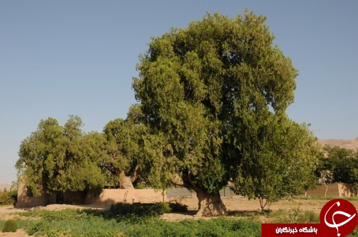 درختان سرو1هزار و 500 ساله قاینات،مقصد گردشگران+تصاویر