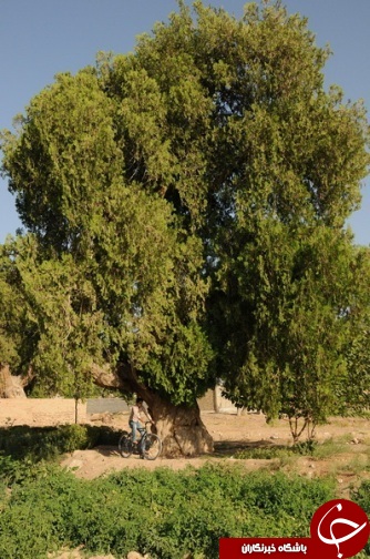 درختان سرو1هزار و 500 ساله قاینات،مقصد گردشگران+تصاویر