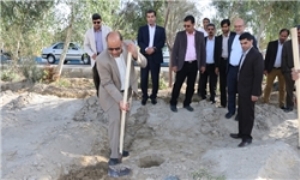 کاشت 400 اصله نهال درخت زیتون در پردیس جدید دانشگاه زابل