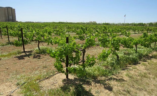 سفر باغداران و فعالان تاکستانی به ترکیه سفر باغداران و فعالان تاکستانی به ترکیه