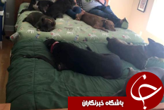 زوج نیویورکی که با 8 سگ زندگی می کنند +تصاویر