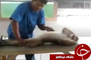 تمرین‌های جالب بدن‌سازی یک میمون + فیلم