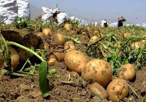 افزایش کشت مستقیم زراعت سیب زمینی در شهرستان نمین
