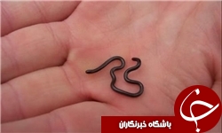 کشف کوچک&zwnj;ترین مار دنیا، باریک&zwnj;تر از مغزی مداد+عکس