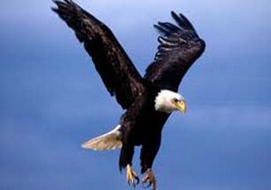 رهاسازی یک بهله عقاب صحرایی در حیات وحش