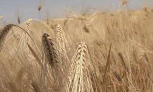 کاشت جو درهرمزگان