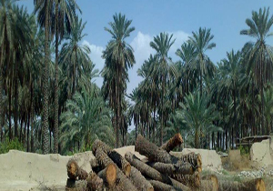 تبدیل ضایعات نخل به نئوپان