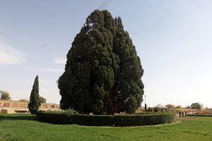 بررسی وضعیت اثر ملی سرو ابرکوه