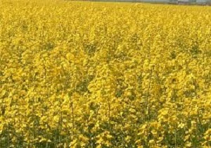 افزایش 40 برابری سطح زیر کشت کلزا در شهرستان نمین
