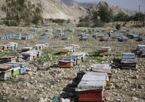 کوچ زنبودارن به هرمزگان