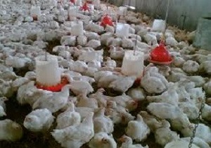 طرح مراقبت فعال آنفلوانزای پرندگان در بوئین زهرا
