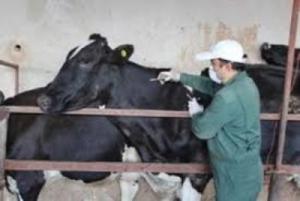آغاز مطالعه مقطعی بیماری بروسلوز در دام‌های روستایی و عشایری