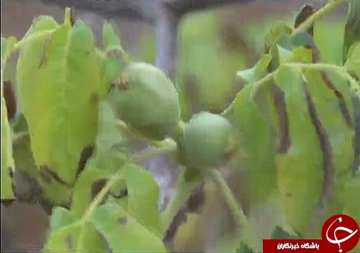 درخت گردویی که دو بار در سال به بار می نشیند