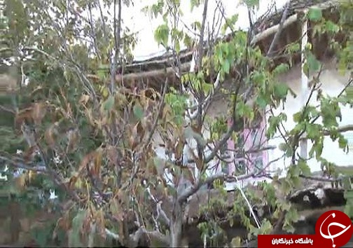 درخت گردویی که دو بار در سال به بار می نشیند