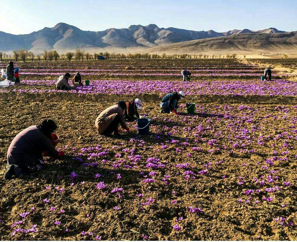 پیش بینی برداشت۱۰تن محصول زعفران از مزارع بردسکن