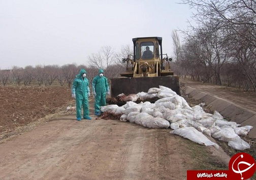 معدومسازی بیش از یک تن تلفات طیور رها سازی شده