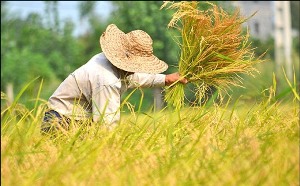 آغازبرداشت برنج از شالیزارهای رامهرمز