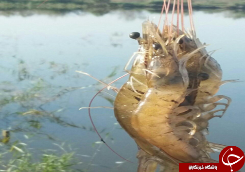 برداشت محصول نخستین پرورش میگو در مازندران