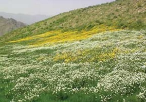 23 هزار هکتار از مراتع شهرستان کوثر تحت پوشش بیمه قرار گرفته است