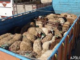 صدور گواهی بهداشتی حمل دام زنده در قوچان