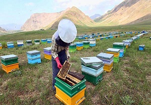 آغاز سرشماری کندوهای زنبور عسل در تاکستان