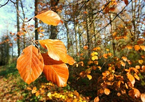 جوی ارام برای هوای استان