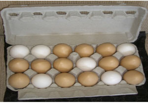 قیمت تخم مرغ بسته بندی و غیر بسته بندی + جدول ۱۳۹۵/۰۸/۰۳