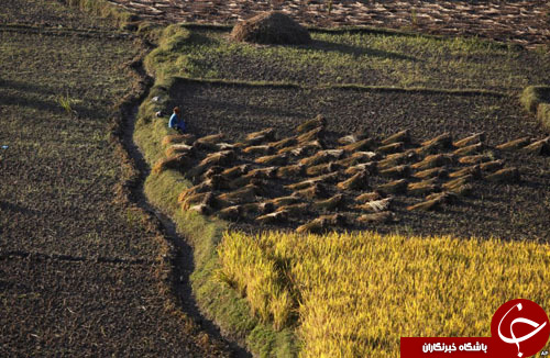 از شکار ماهی غول&zwnj;پیکر تا ابزار ساده سرباز عراقی برای خنثی&zwnj;سازی بمب