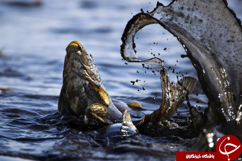 از شکار ماهی غول&zwnj;پیکر تا ابزار ساده سرباز عراقی برای خنثی&zwnj;سازی بمب