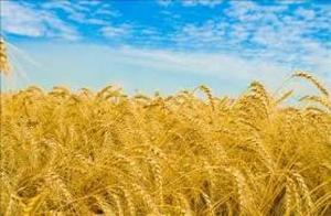 افزایش تولید گندم در خوزستان با اجرای طرح 550 هکتاری
