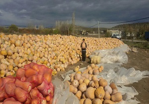 برداشت بیش از 5 هزار تن کدو تنبل از جالیزارهای مشگین شهر