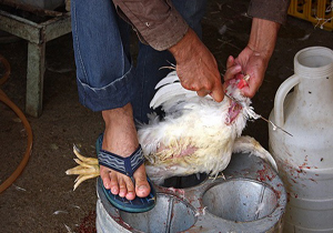 هشدار به حاملان غیر مجاز طیور زنده