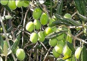 اجرای طرح کیل گیری در باغات زیتون