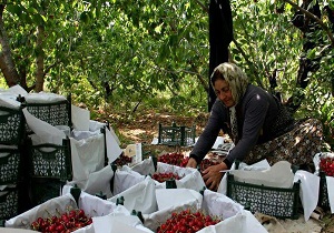 کارگاه آموزشی ترویجی اصلاح واحیاء باغات گیلاس