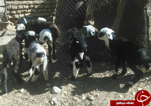 تولد بره های حاصل از طرح تولید ترکیب ژنتیکی و اصلاح نژاد گوسفند