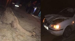 برخورد خودروی سمند با شتر در گلستان حادثه آفرید