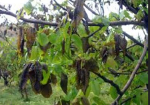بیمه محصولات باغی شهرستان مهاباد
