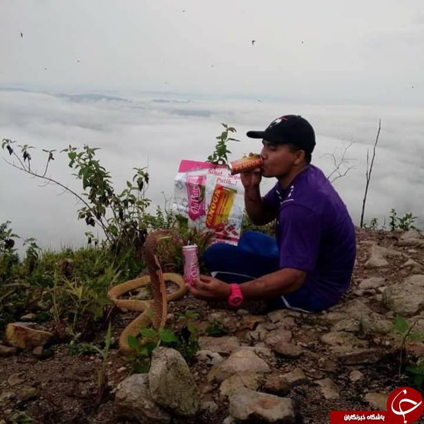 دلیل عجیب و تکان دهنده مرد تایلندی برای ازدواج با مار کبری +تصاویر