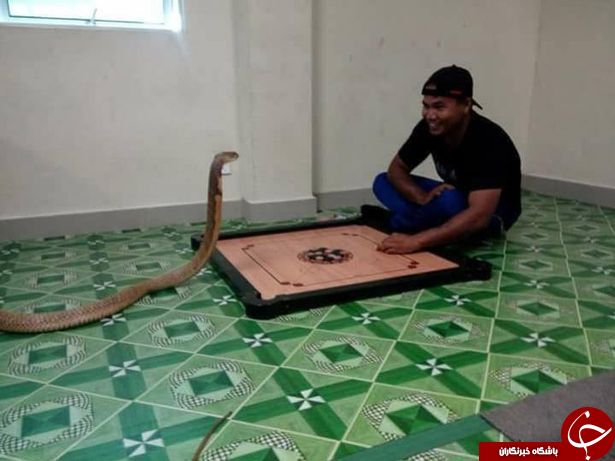 دلیل عجیب و تکان دهنده مرد تایلندی برای ازدواج با مار کبری +تصاویر