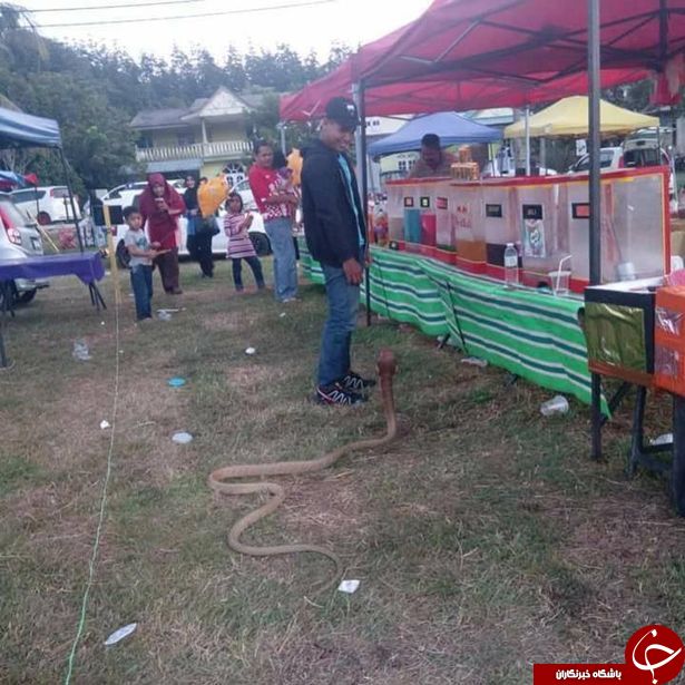 دلیل عجیب و تکان دهنده مرد تایلندی برای ازدواج با مار کبری +تصاویر