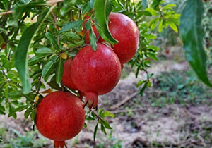 برداشت انار در استهبان